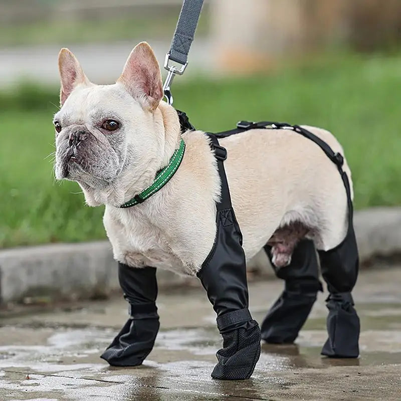Suspender Dogs Boots